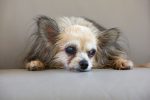 When Does a Dog Become Old? A Guide to Understanding Canine Aging