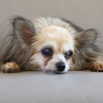 When Does a Dog Become Old? A Guide to Understanding Canine Aging