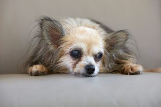 When Does a Dog Become a Senior? Understanding Aging Across Breeds and Life Stages 5 When Does a Dog Become a Senior? Understanding Aging Across Breeds and Life Stages