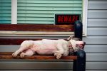 Recognizing the Warning Signs: How to Tell If Your Dog May Have Been Poisoned