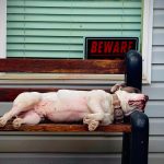 Recognizing the Warning Signs: How to Tell If Your Dog May Have Been Poisoned