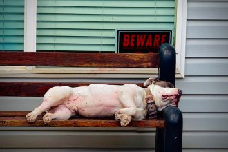 Recognizing the Warning Signs: How to Tell If Your Dog May Have Been Poisoned