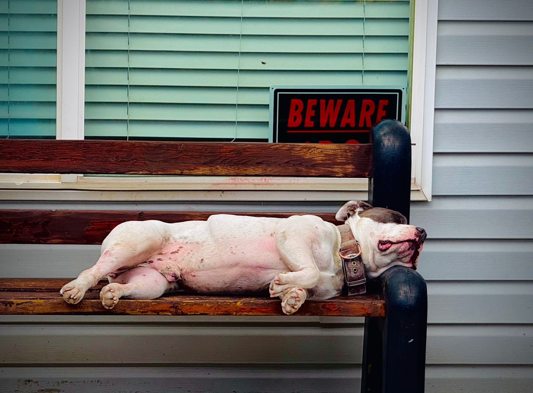 Recognizing the Warning Signs: How to Tell If Your Dog May Have Been Poisoned