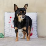 The Real Cost of Buying a Dog: Understanding What You Pay Before Bringing One Home 2 The Real Cost of Buying a Dog: Understanding What You Pay Before Bringing One Home