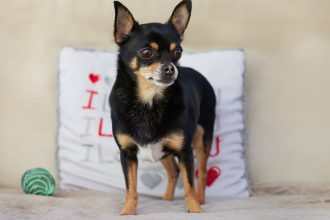 The Real Cost of Buying a Dog: Understanding What You Pay Before Bringing One Home