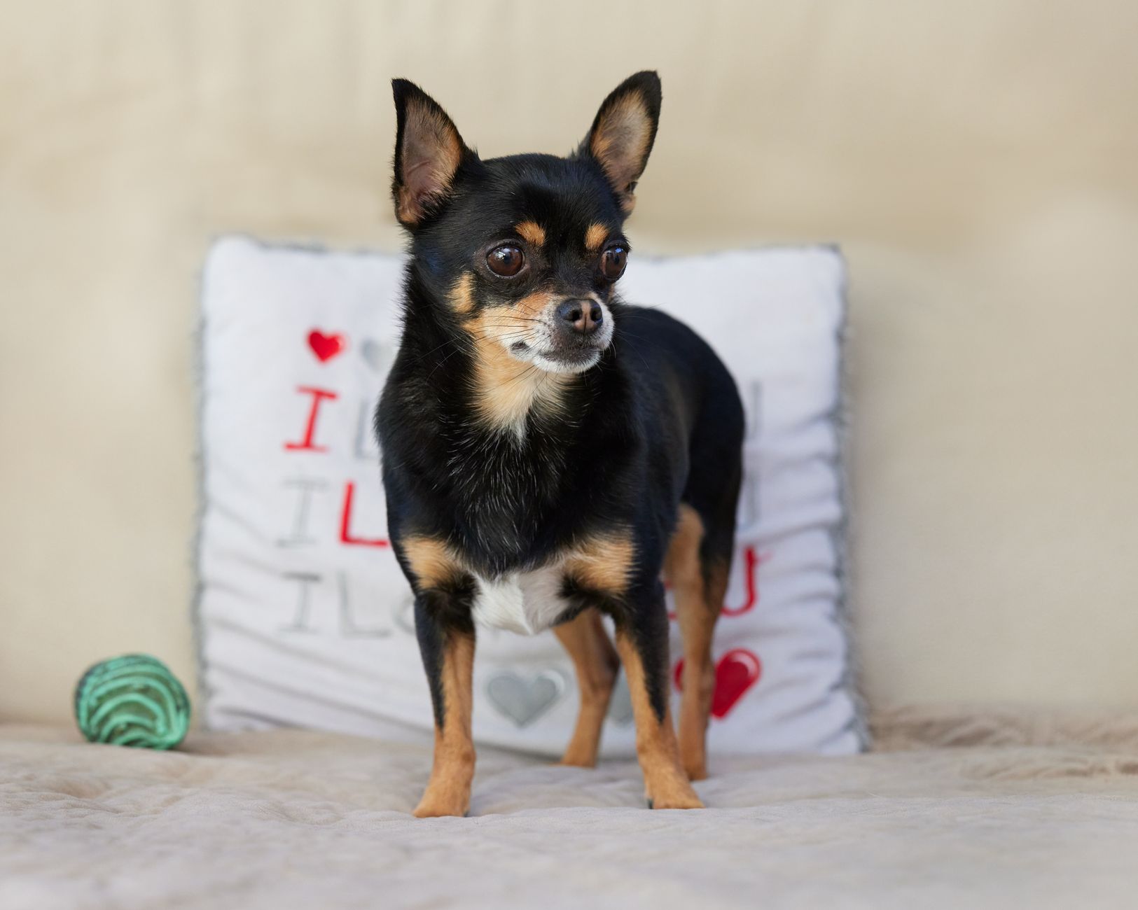 The Real Cost of Buying a Dog: Understanding What You Pay Before Bringing One Home