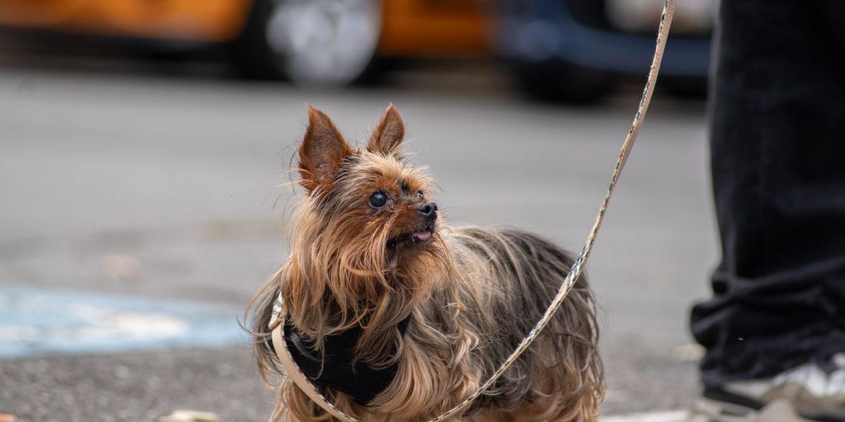 Which Dog Breed Fits You Best? Use Lifestyle Filters Before Falling for a Breed