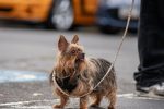 Which Dog Breed Fits You Best? Use Lifestyle Filters Before Falling for a Breed