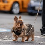 Which Dog Breed Fits You Best? Use Lifestyle Filters Before Falling for a Breed