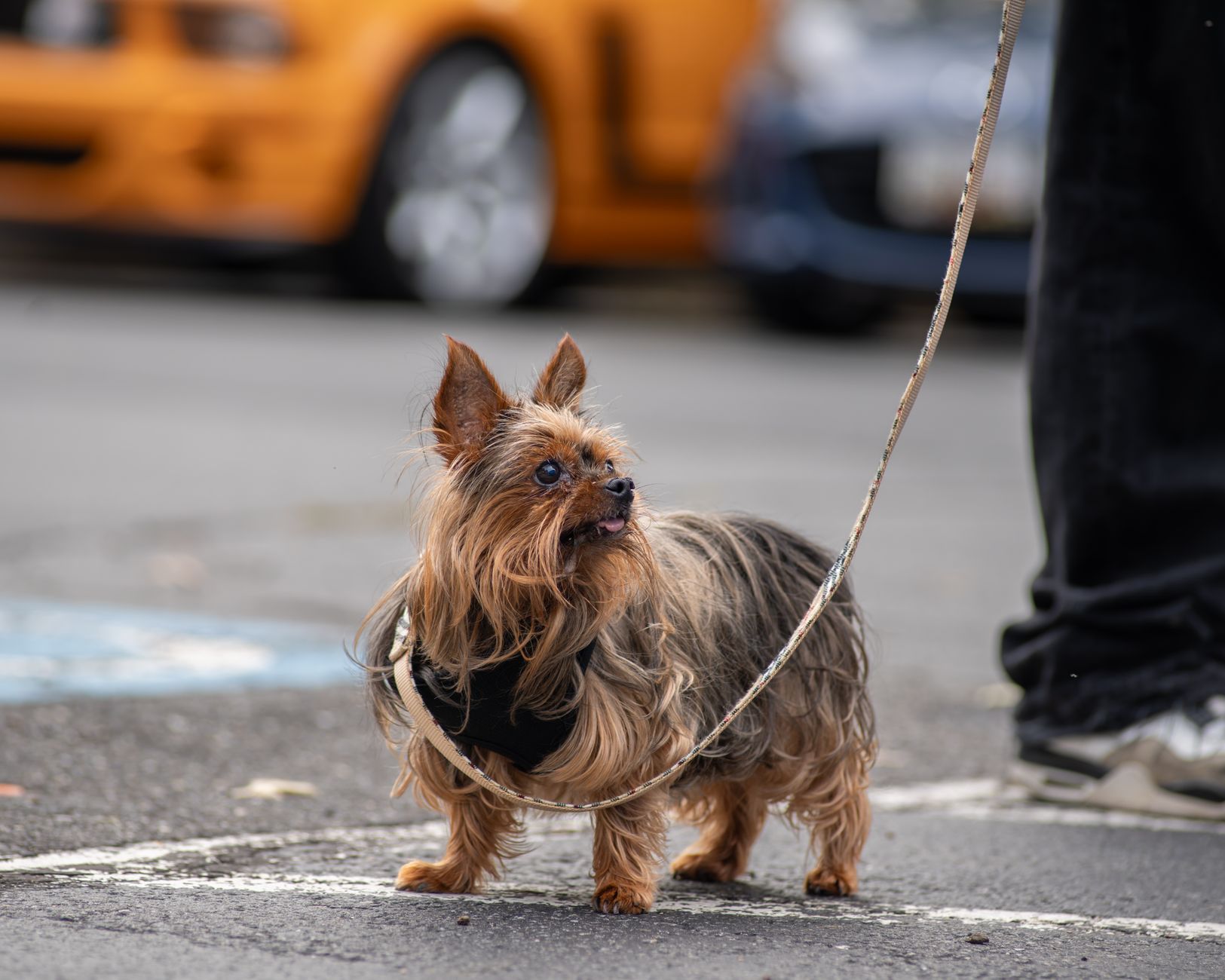Which Dog Breed Fits You Best? Use Lifestyle Filters Before Falling for a Breed