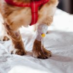 Recognizing Early Warning Signs of Illness in Dogs Before Problems Become Serious 2 Recognizing Early Warning Signs of Illness in Dogs Before Problems Become Serious