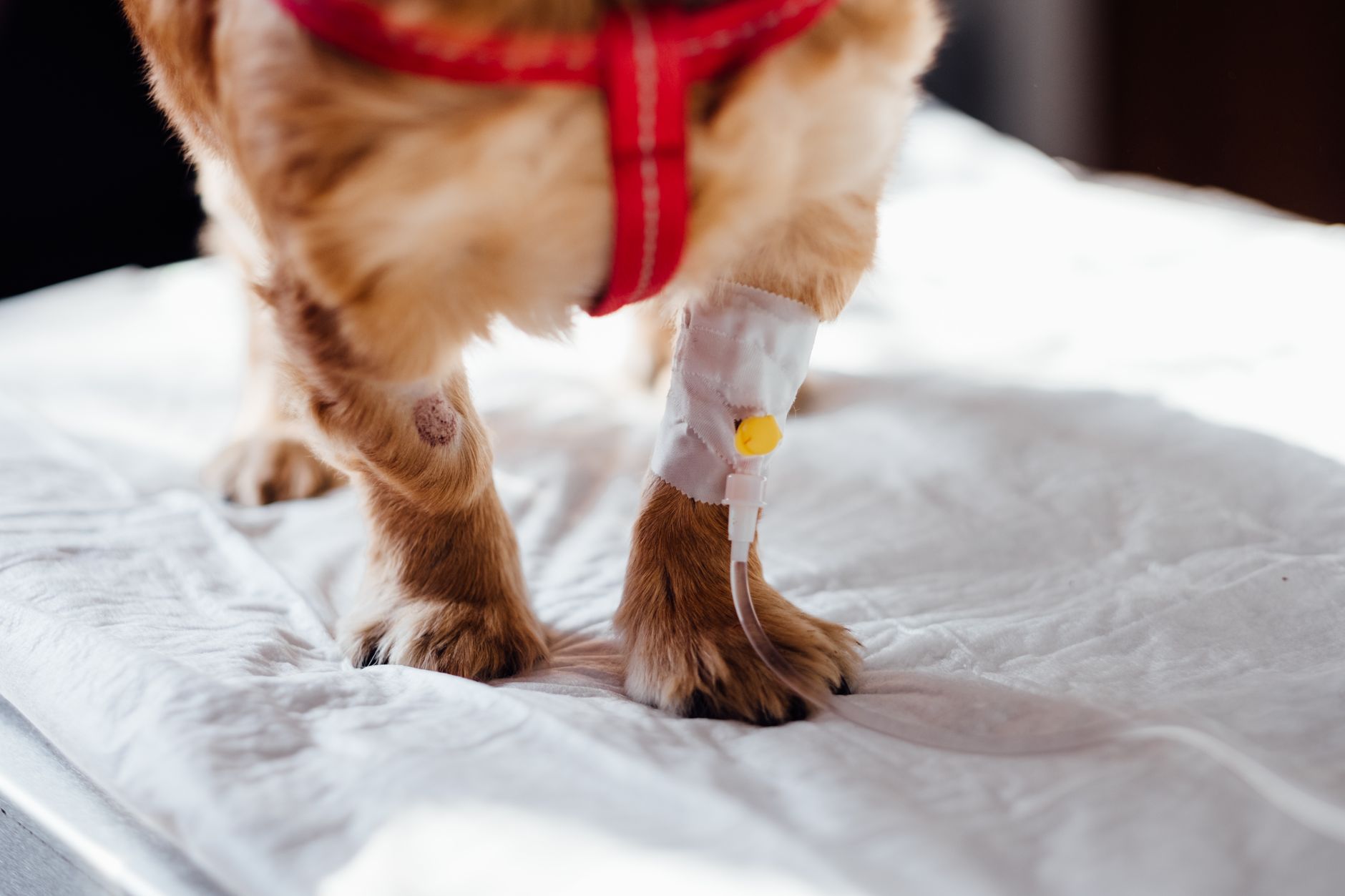 Recognizing Early Warning Signs of Illness in Dogs Before Problems Become Serious 1 Recognizing Early Warning Signs of Illness in Dogs Before Problems Become Serious
