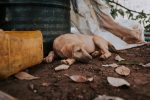 Understanding Canine Anxiety: The Signs Your Dog May Be Struggling and How to Help 7 Understanding Canine Anxiety: The Signs Your Dog May Be Struggling and How to Help