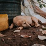 Understanding Canine Anxiety: The Signs Your Dog May Be Struggling and How to Help