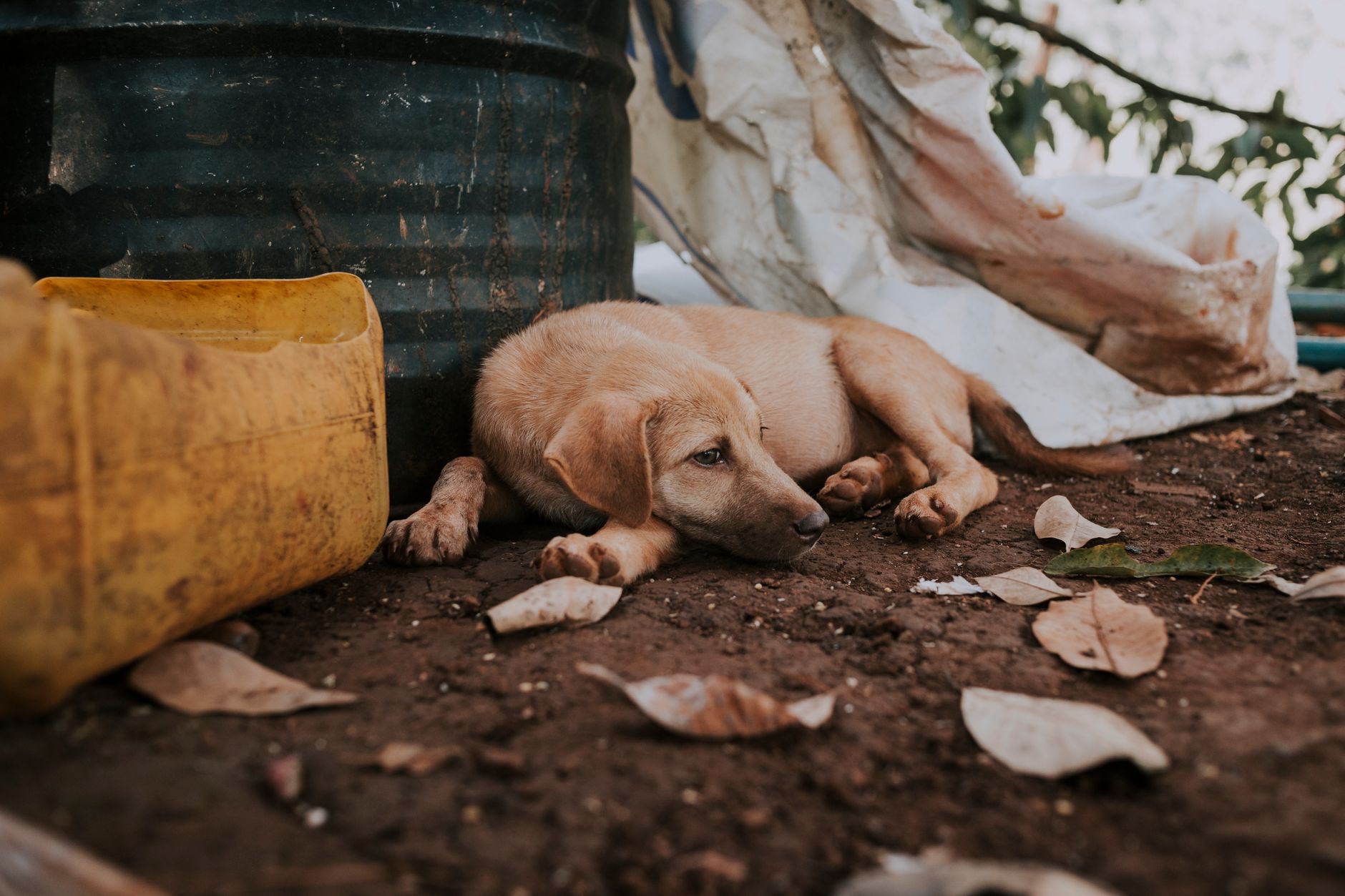 Understanding Canine Anxiety: The Signs Your Dog May Be Struggling and How to Help