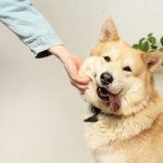 How to Find Out If a Dog Has a Microchip: A Complete Guide for Owners, Adopters, and Rescuers