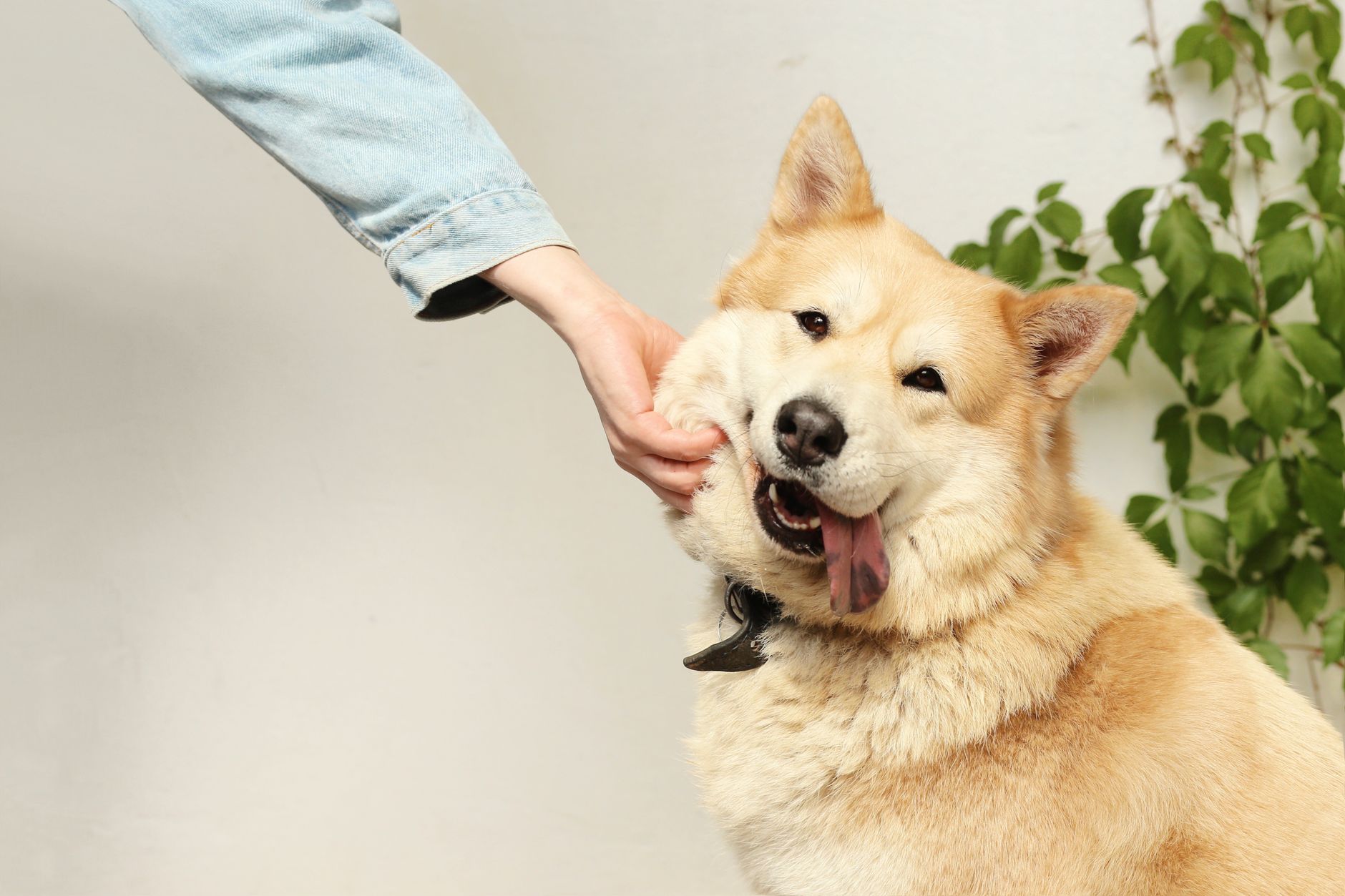 How to Find Out If a Dog Has a Microchip: A Complete Guide for Owners, Adopters, and Rescuers 1 How to Find Out If a Dog Has a Microchip: A Complete Guide for Owners, Adopters, and Rescuers