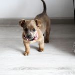 Building a More Confident Dog: Practical Ways to Reduce Anxiety Before It Starts