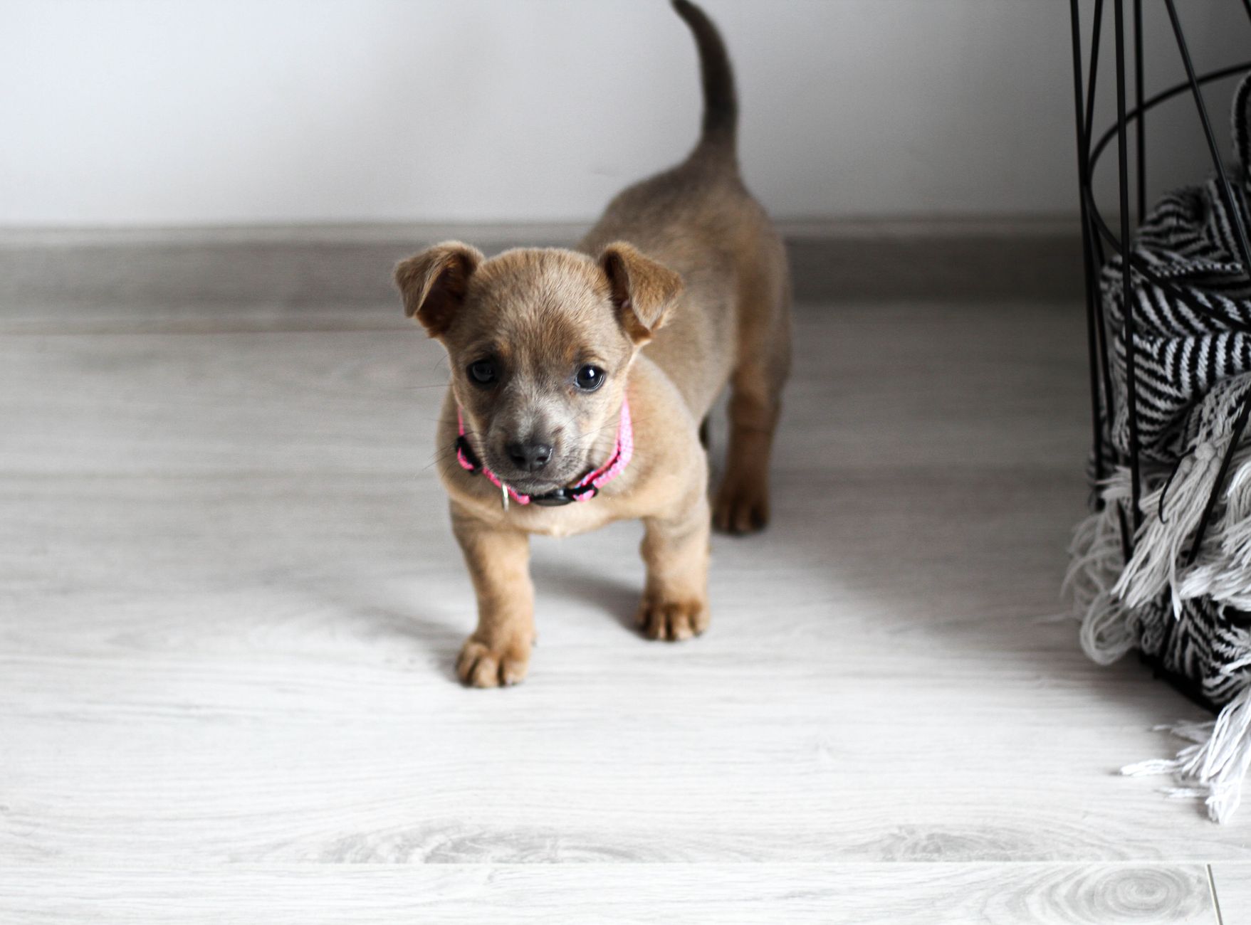 Building a More Confident Dog: Practical Ways to Reduce Anxiety Before It Starts 1 Building a More Confident Dog: Practical Ways to Reduce Anxiety Before It Starts