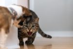 Creating a Peaceful Cat and Dog Household: A Science-Based Guide to Safe Introductions 9 Creating a Peaceful Cat and Dog Household: A Science-Based Guide to Safe Introductions