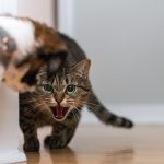 Creating a Peaceful Cat and Dog Household: A Science-Based Guide to Safe Introductions