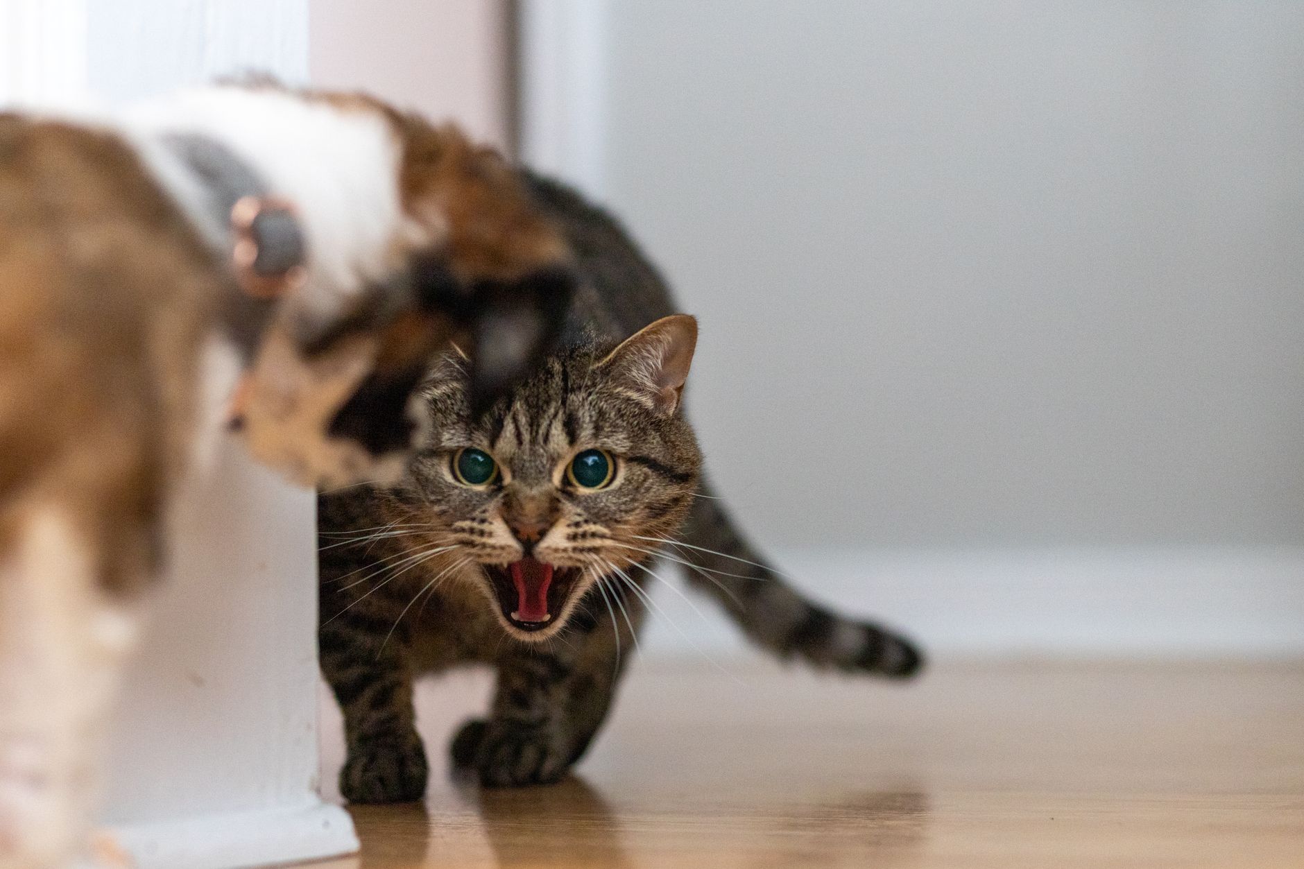 Creating a Peaceful Cat and Dog Household: A Science-Based Guide to Safe Introductions