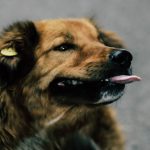 How to Find Out If a Dog Has a Microchip and Why It Matters 1 How to Find Out If a Dog Has a Microchip and Why It Matters