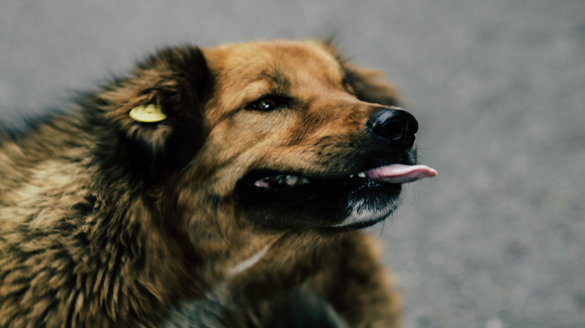 How to Find Out If a Dog Has a Microchip and Why It Matters 1 How to Find Out If a Dog Has a Microchip and Why It Matters