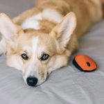 What to Do If Your Dog Eats Mouse Poison: Immediate Steps and Emergency Guidance 3 What to Do If Your Dog Eats Mouse Poison: Immediate Steps and Emergency Guidance