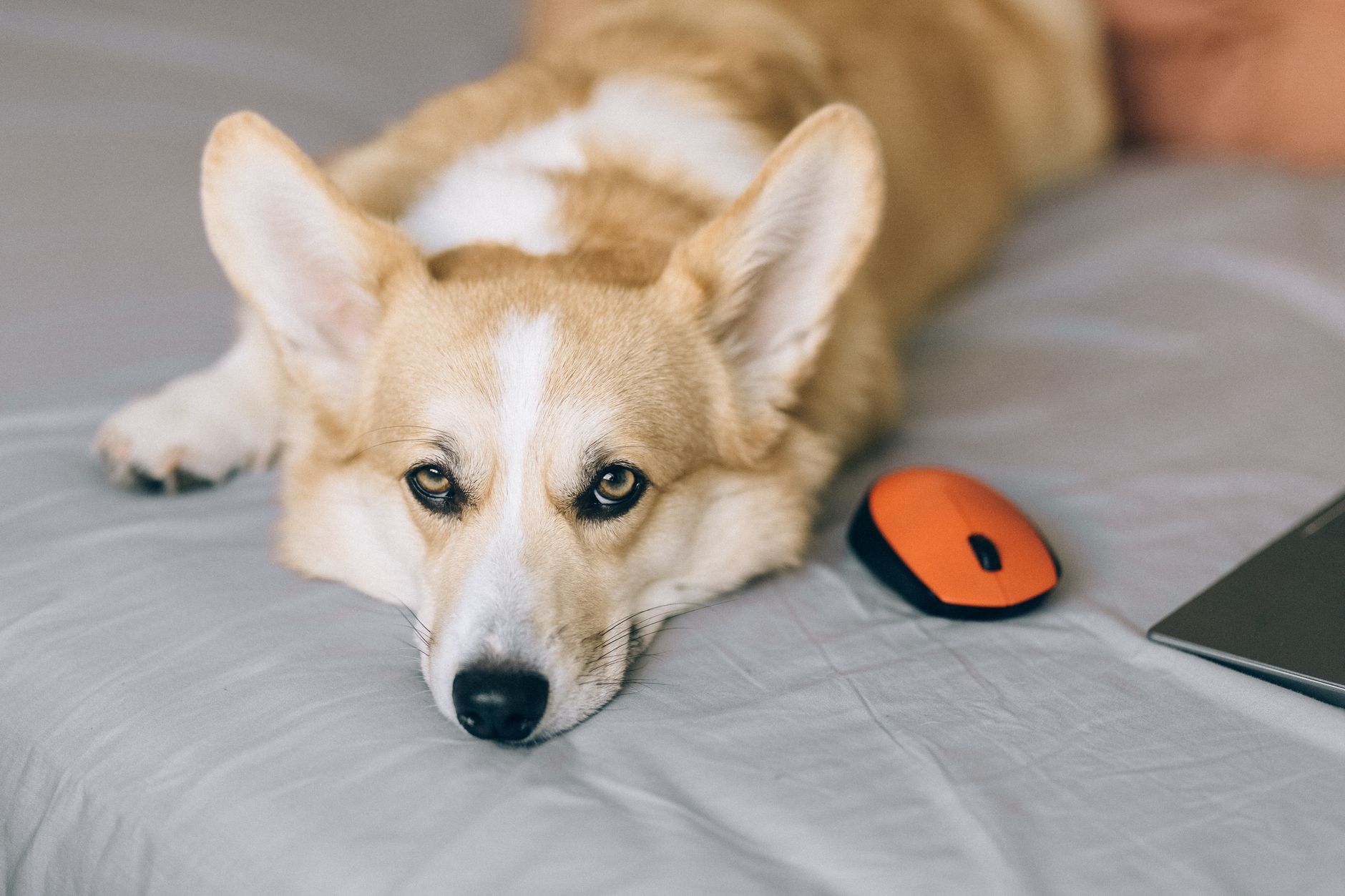 What to Do If Your Dog Eats Mouse Poison: Immediate Steps and Emergency Guidance 1 What to Do If Your Dog Eats Mouse Poison: Immediate Steps and Emergency Guidance