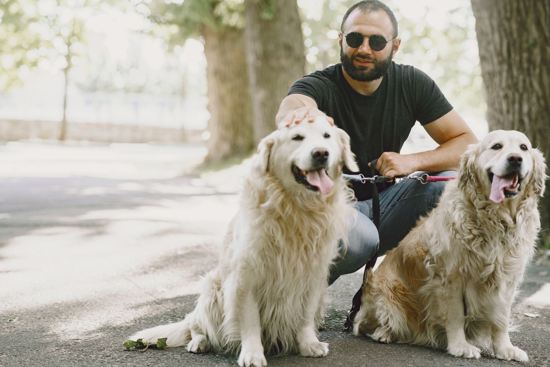 Finding the Right Dog Match: A Practical Guide to Choosing a Breed That Fits Your Life 1 Finding the Right Dog Match: A Practical Guide to Choosing a Breed That Fits Your Life