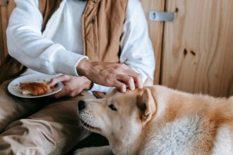 Can Dogs Eat Plums? The Safety Risks Every Dog Owner Should Understand 6 Can Dogs Eat Plums? The Safety Risks Every Dog Owner Should Understand