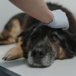 How to Deal With Separation Anxiety in Dogs: A Practical Treatment Approach 2 How to Deal With Separation Anxiety in Dogs: A Practical Treatment Approach