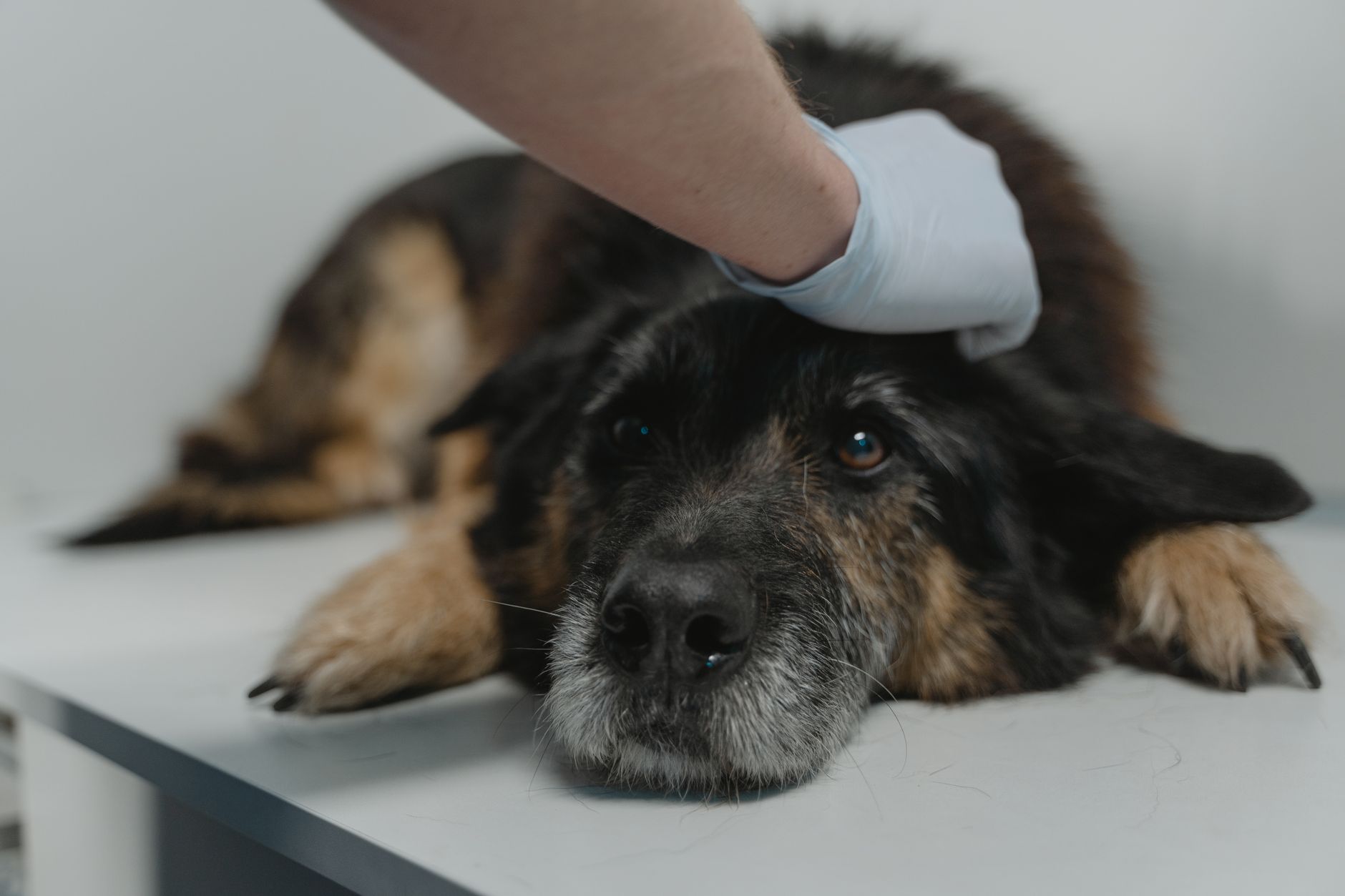 How to Deal With Separation Anxiety in Dogs: A Practical Treatment Approach 1 How to Deal With Separation Anxiety in Dogs: A Practical Treatment Approach