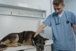Can Dogs Sense When Their Owners Are Sick? Understanding the Science Behind Canine Awareness 7 Can Dogs Sense When Their Owners Are Sick? Understanding the Science Behind Canine Awareness