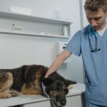 Can Dogs Sense When Their Owners Are Sick? Understanding the Science Behind Canine Awareness