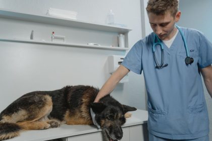 How to Tell When Your Dog May Be Sick: Changes That Matter and When to Call a Vet