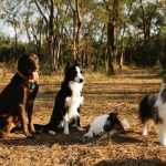 What Species Is a Dog? The Scientific Answer Is More Nuanced Than It Looks