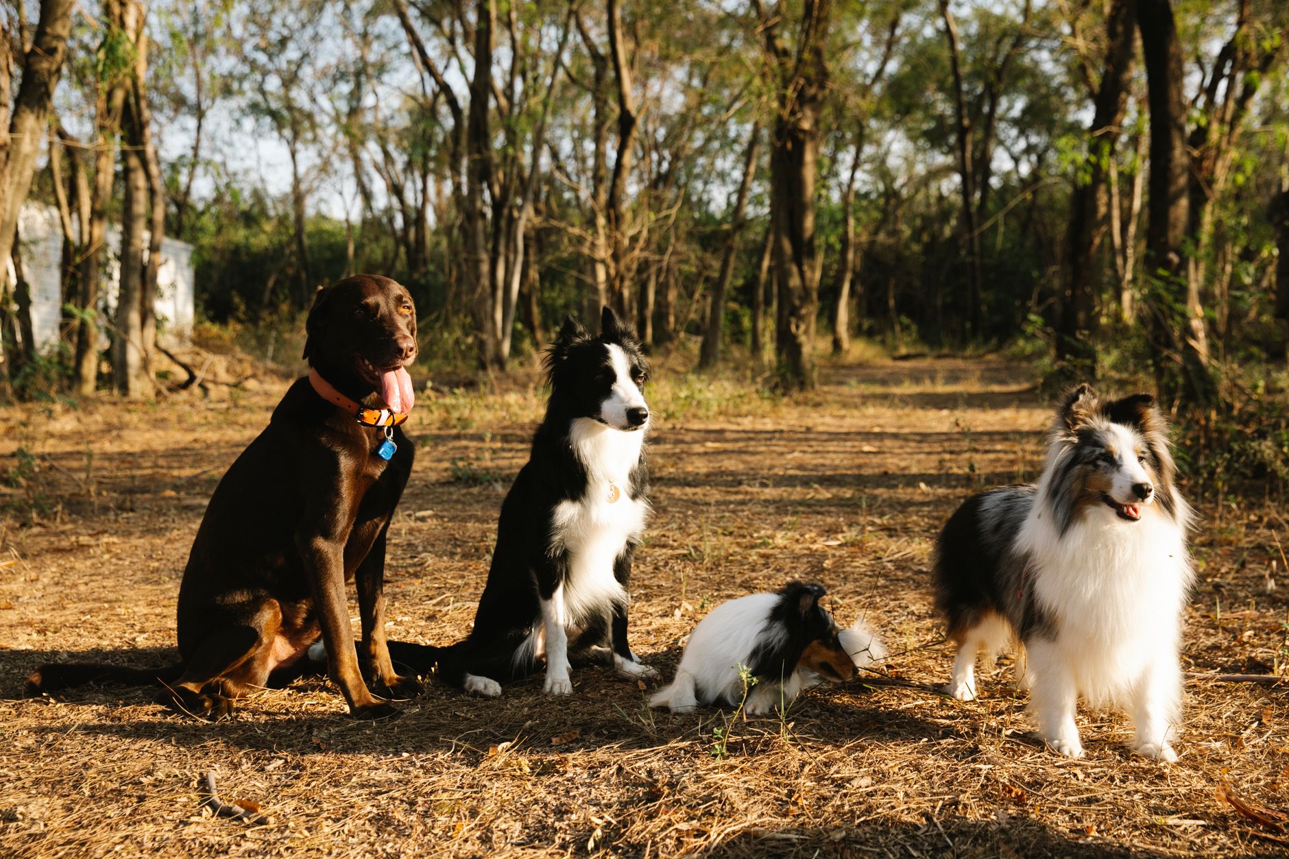 What Species Is a Dog? The Scientific Answer Is More Nuanced Than It Looks 1 What Species Is a Dog? The Scientific Answer Is More Nuanced Than It Looks