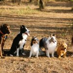 Finding Your Ideal Dog Breed Starts With the Right Questions