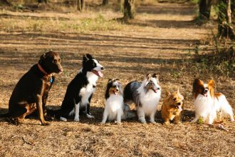 Finding Your Ideal Dog Breed Starts With the Right Questions