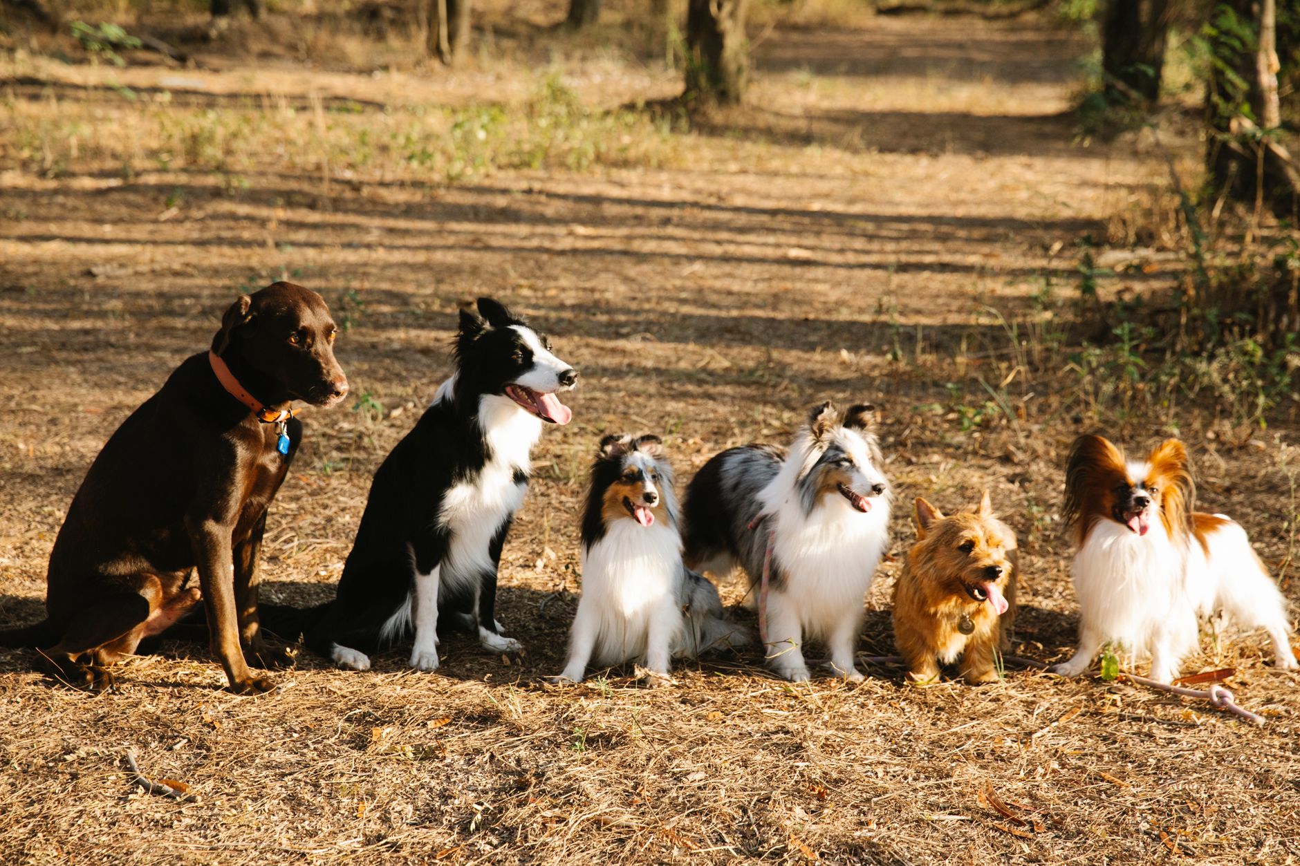 Finding Your Ideal Dog Breed Starts With the Right Questions 1 Finding Your Ideal Dog Breed Starts With the Right Questions