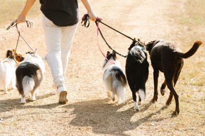 The Complete Financial Guide to Dog Ownership: Understanding the Real Cost of Having a Canine Companion