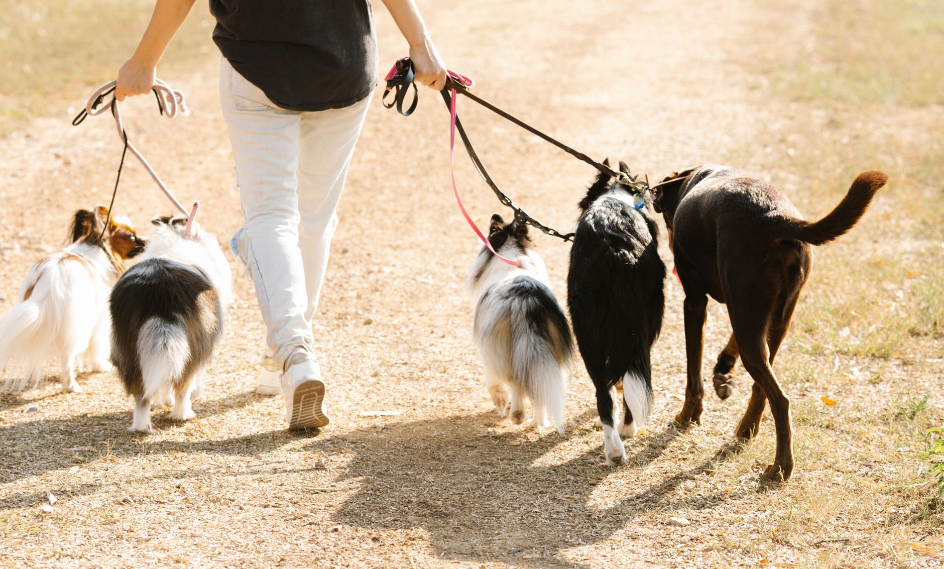 The Complete Financial Guide to Dog Ownership: Understanding the Real Cost of Having a Canine Companion 1 The Complete Financial Guide to Dog Ownership: Understanding the Real Cost of Having a Canine Companion