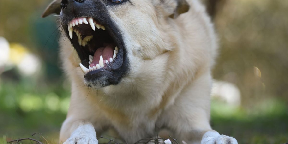 Protecting Dogs From Life-Threatening Dangers: Common Risks Every Owner Should Know