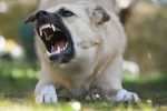 Protecting Dogs From Life-Threatening Dangers: Common Risks Every Owner Should Know