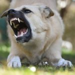 Protecting Dogs From Life-Threatening Dangers: Common Risks Every Owner Should Know