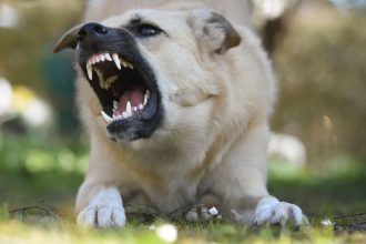 Protecting Dogs From Life-Threatening Dangers: Common Risks Every Owner Should Know