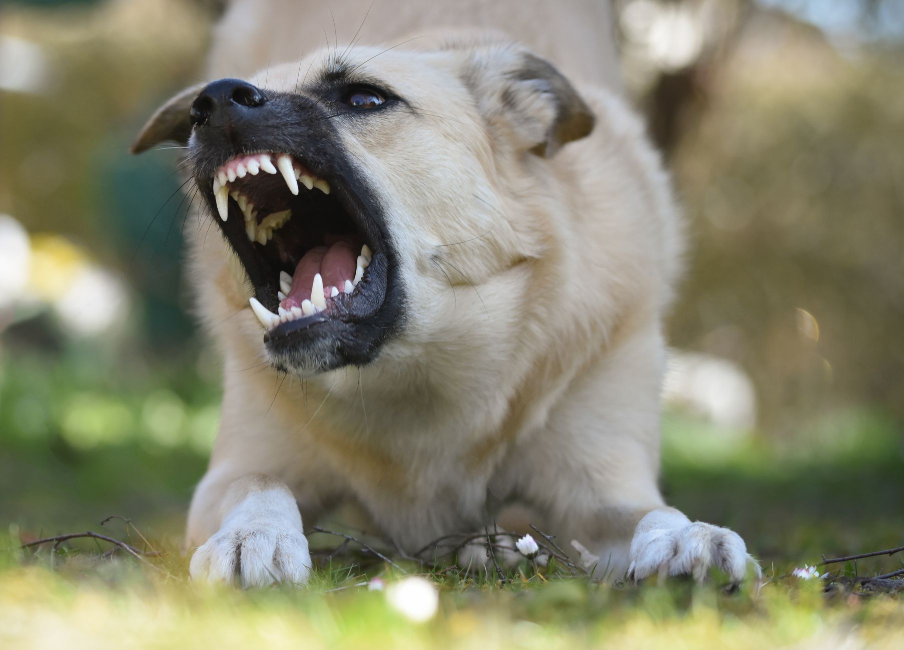 Protecting Dogs From Life-Threatening Dangers: Common Risks Every Owner Should Know 1 Protecting Dogs From Life-Threatening Dangers: Common Risks Every Owner Should Know