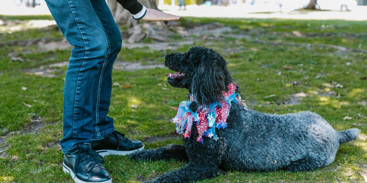 Understanding How to Stop Unwanted Dog Behavior Through Training and Communication